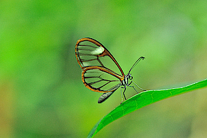 Schmetterling Schmetterling in der Biosphäre Potsdam