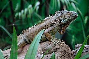 Grüner Leguan in der Biosphäre Potsdam