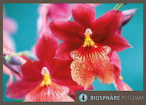 Ausstellung Orchideenblüte in der Biosphäre Potsdam