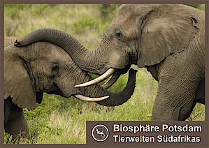 Tierwelten Südafrikas in der Biosphäre Potsdam