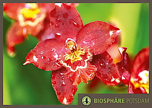 Die besondere Orchideenausstellung in der Bioshäre Potsdam