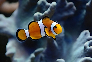 Falscher Clownfisch in der Biosphäre Potsdam