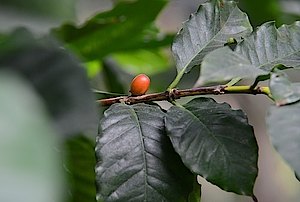 Kaffeestrauch in der Biosphäre Potsdam