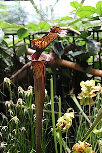 Karnivorenausstellung, Fleischfressene Pflanzen in Potsdam