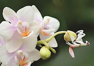 Orchideenausstellung 2019 in der Biosphäre Potsdam