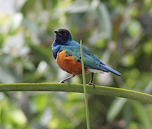 Dreifarben Glanzstar in der Biosphäre Potsdam