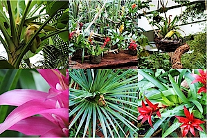 Blühten und Blumen in der Biosphäre Potsdam