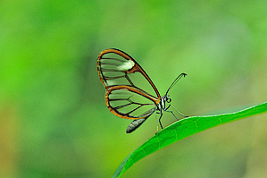 Schmetterling in der Biosphäre Potsdam