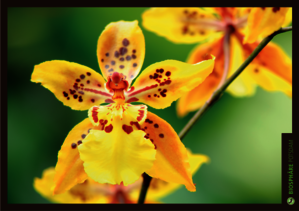 Orchideenausstellung in der Biosphäre Potsdam