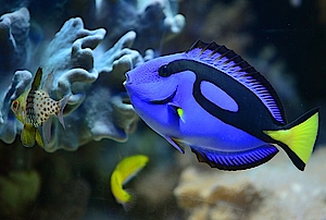 Ein Doktorfisch in Aquasphäre-Unterwasserwelt in der Biosphäre Potsdam