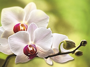 Orchideenausstellung 2020 in der Biosphäre Potsdam