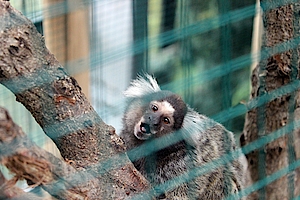 Krallenaffen im Tropengarten