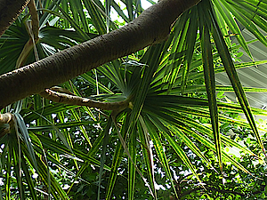 The screw pine in the Biosphere Potsdam