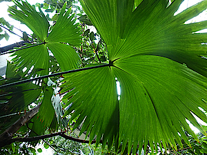 Panama Hat Plant in the Biosphere Potsdam