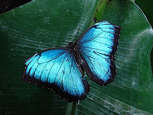 Blauer Morphofalter in der Biosphäre Potsdam