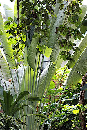 Traveler's Palm in the Biosphere Potsdam